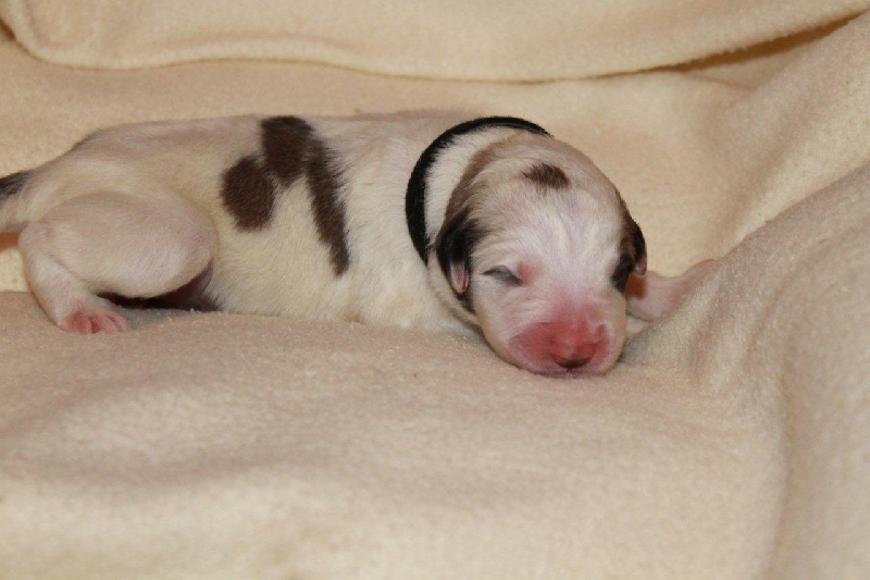 Novembre 2015 : les chiots de Jouvence et Lorca
